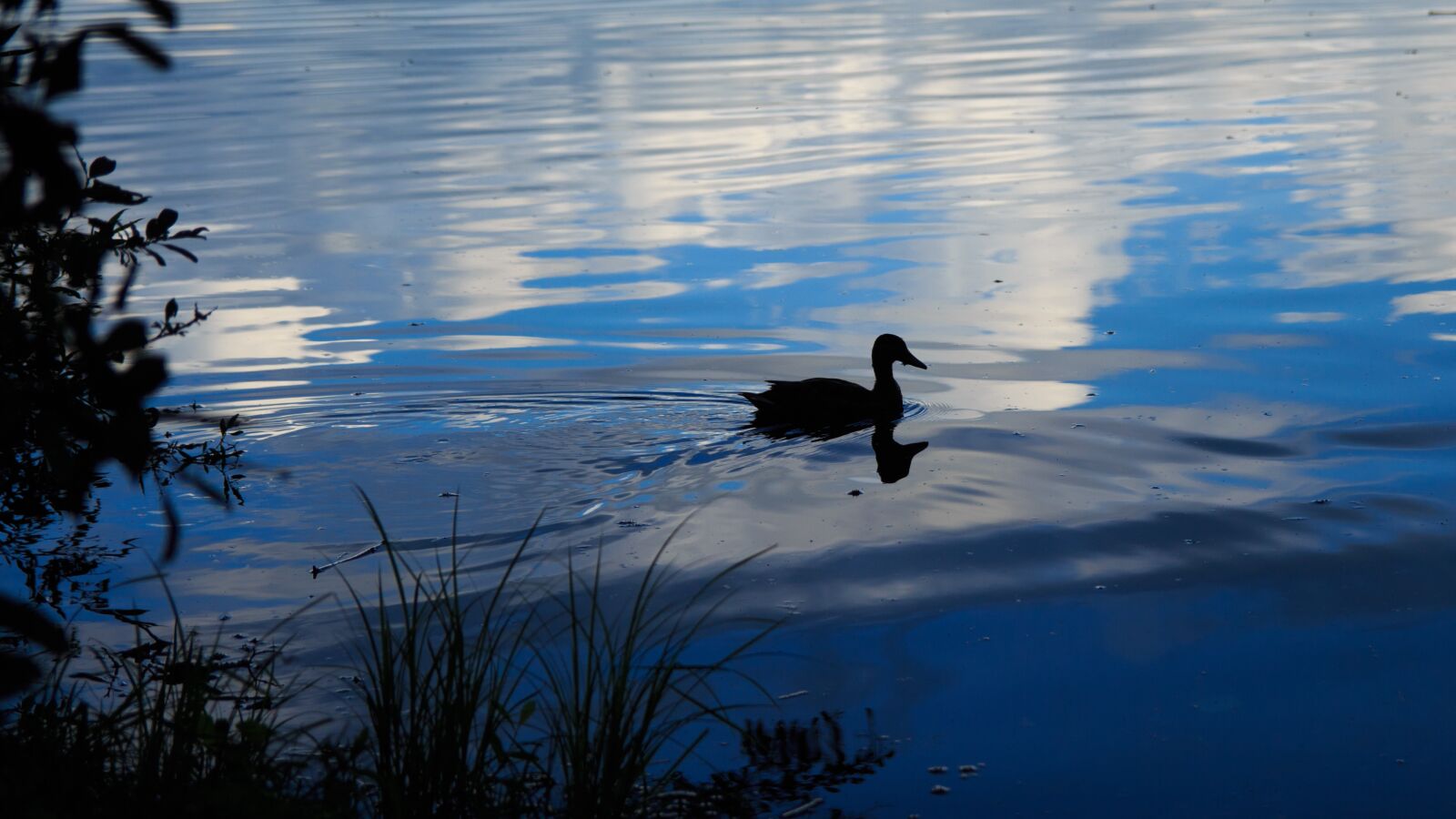 Canon EOS 650D (EOS Rebel T4i / EOS Kiss X6i) sample photo. Duck, twilight, lake photography