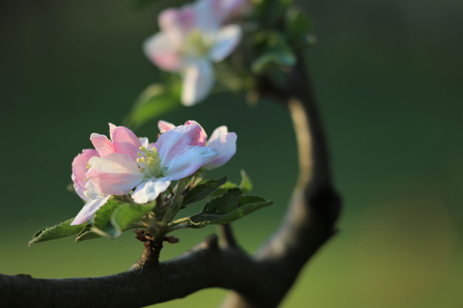 Canon EF 70-300 F4-5.6 IS II USM sample photo. Spring, apple bloom, blooming photography