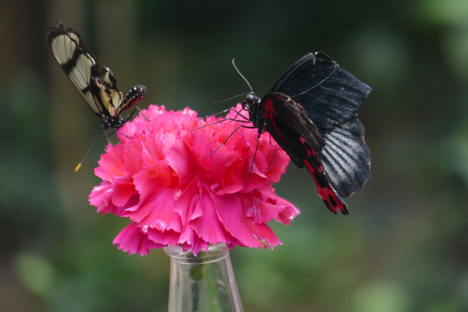 Panasonic Lumix DMC-FZ1000 sample photo. Butterflies, butterfly, exotic photography