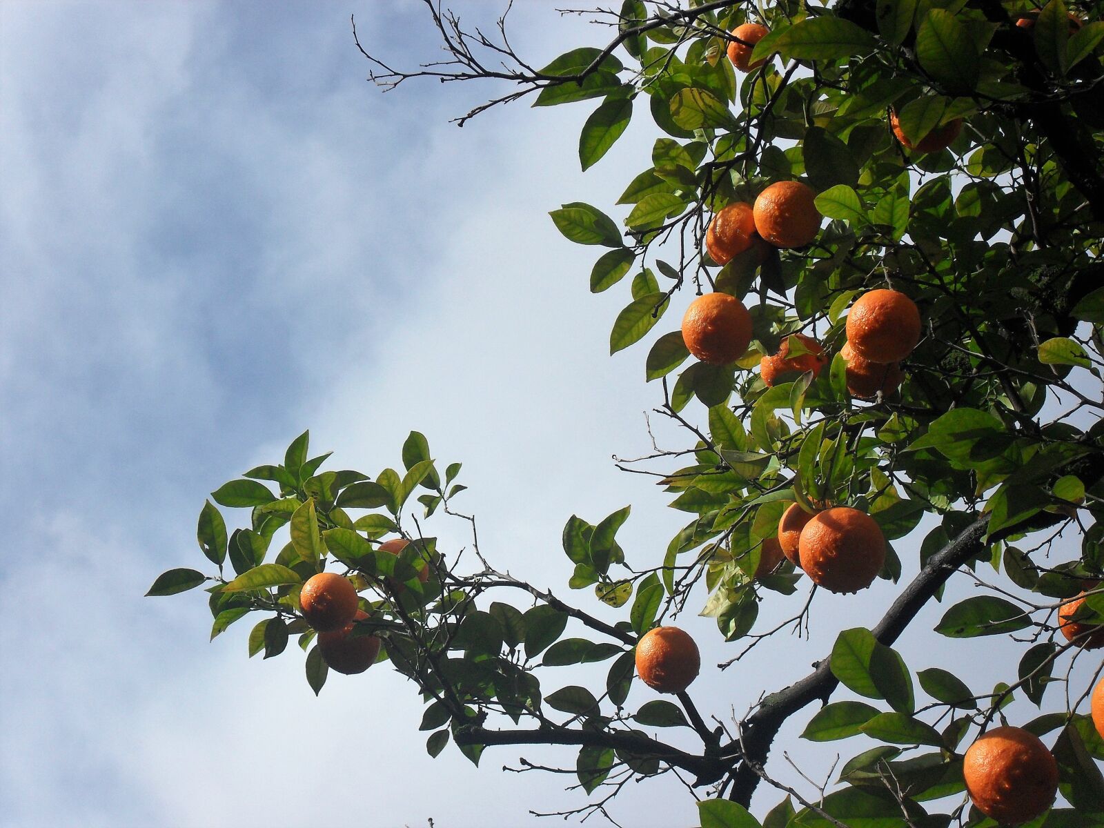 Samsung PL50 / VLUU PL50 /  SL202 sample photo. Orange, orange tree, tree photography