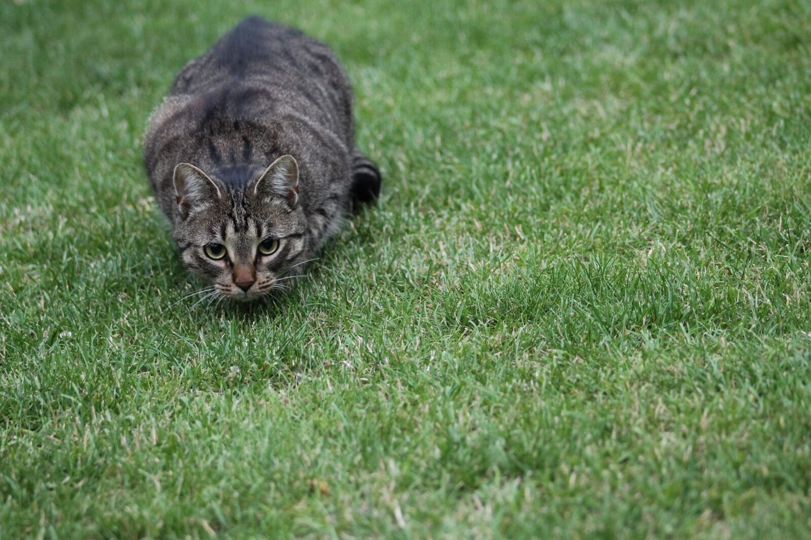 Canon EF75-300mm f/4-5.6 sample photo. Cat, hunting, grass photography