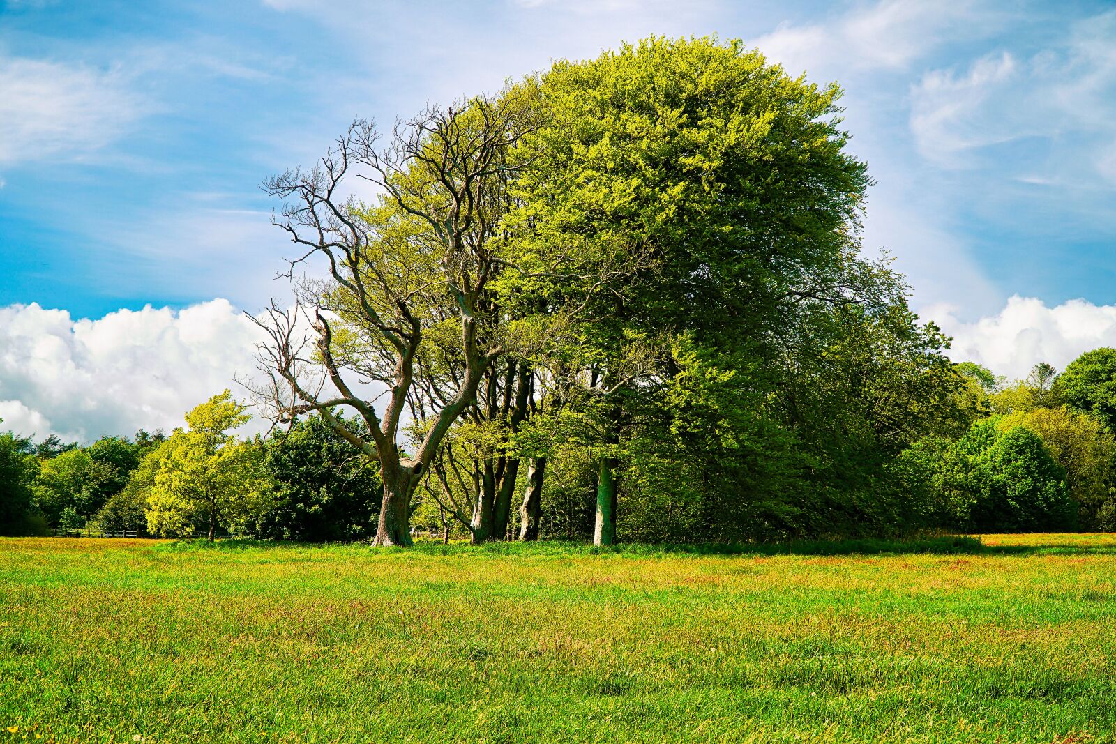 Sony a6300 + Sony E PZ 18-105mm F4 G OSS sample photo. Trees, tree, grass photography