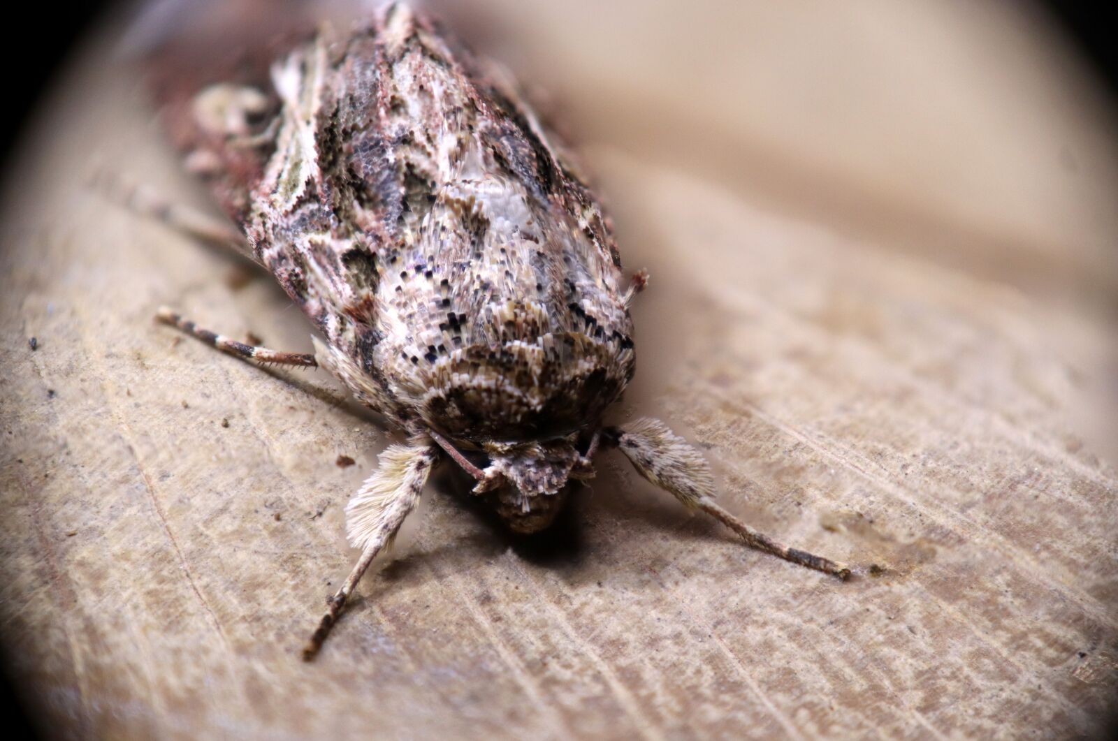 Canon EOS M50 (EOS Kiss M) sample photo. Insect, moth, butterfly photography