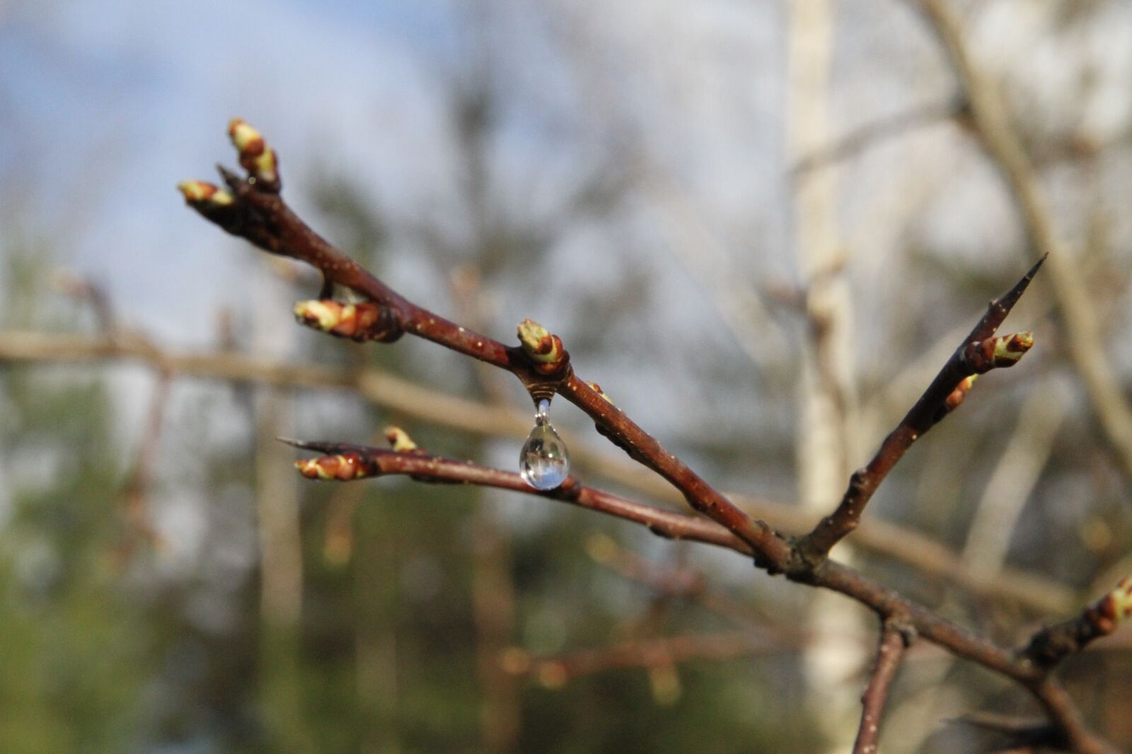 Canon EOS 7D sample photo. Garden, drop, after rain photography