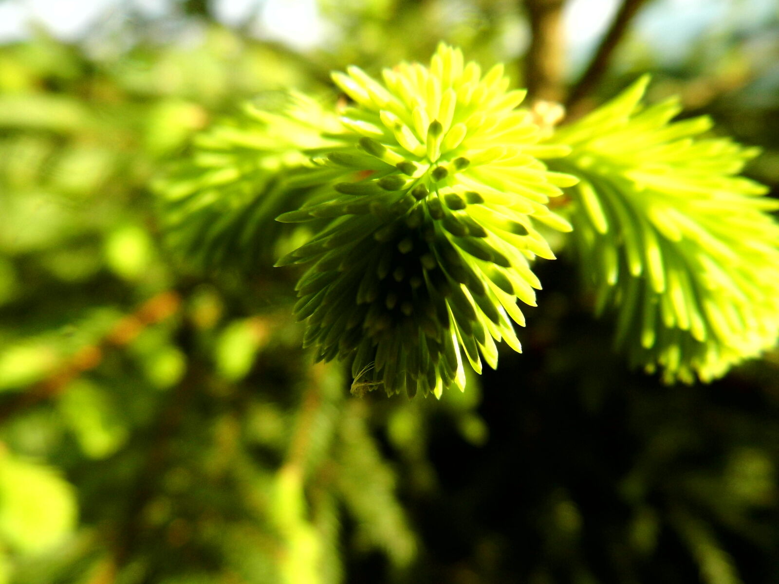 Benq GH600 sample photo. Nature photography