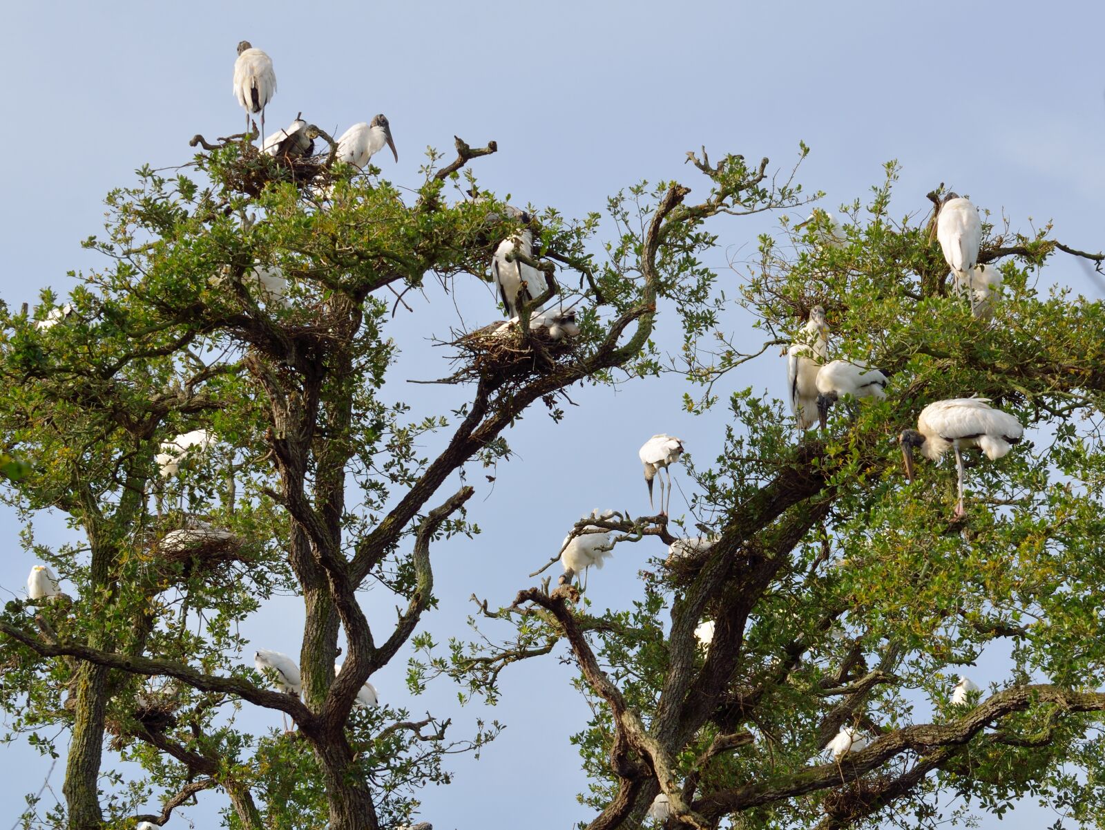Nikon D7000 sample photo. Wood storks, wildlife, nesting photography