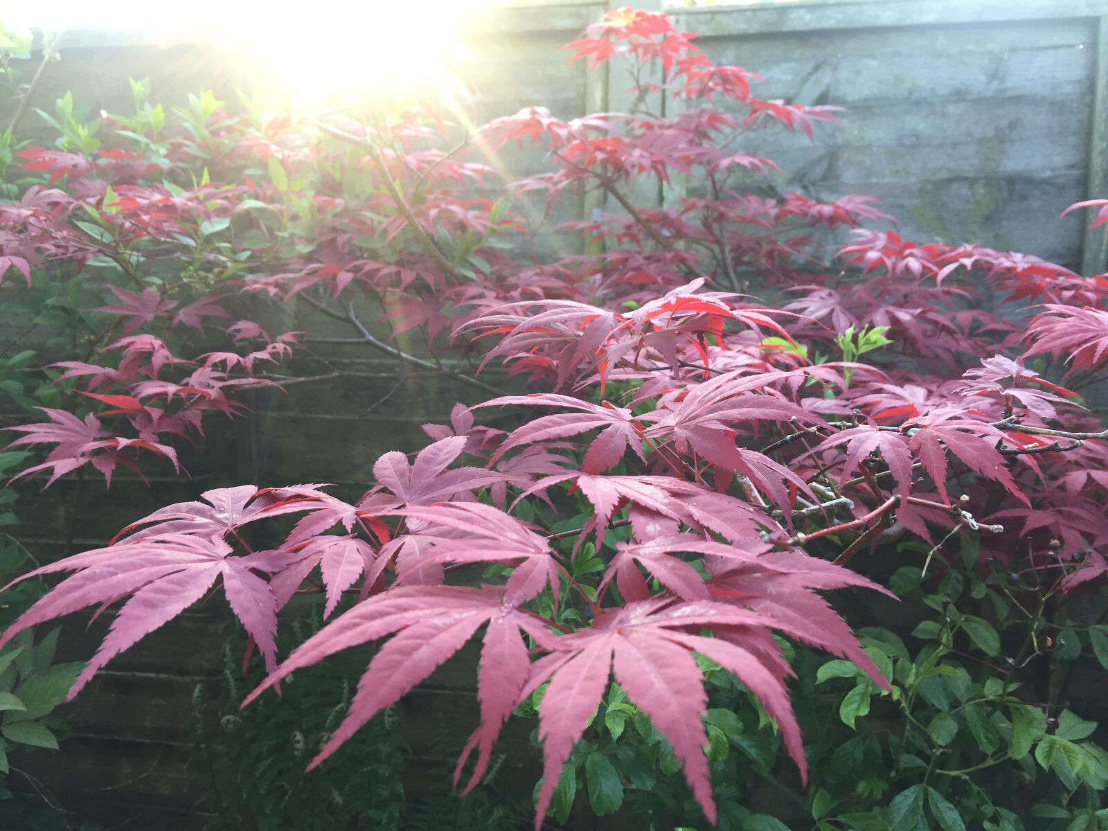 iPhone 6 Plus back camera 4.15mm f/2.2 sample photo. Acer, tree, red photography