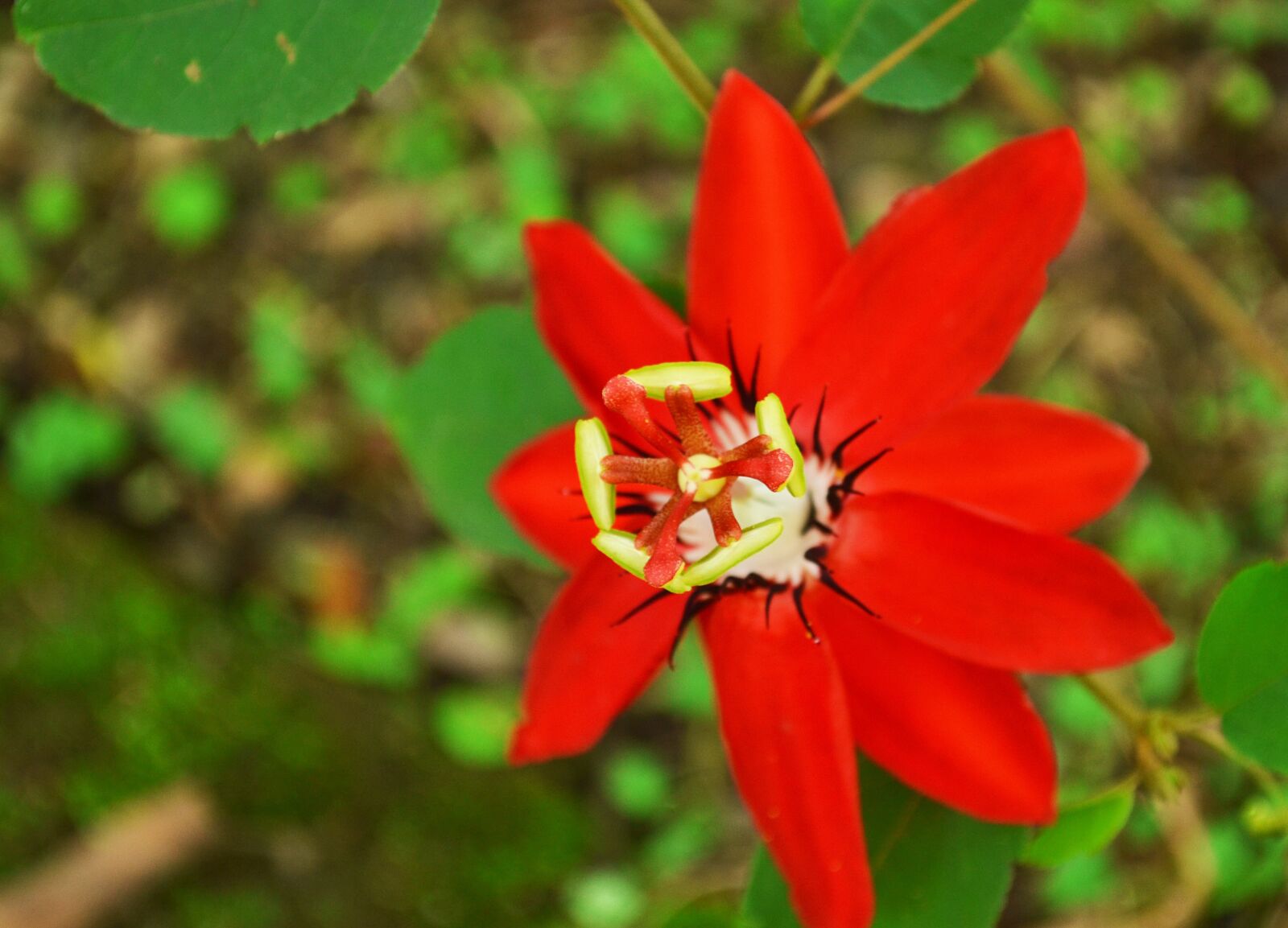 Nikon D3100 sample photo. Flowers, natural, nature photography