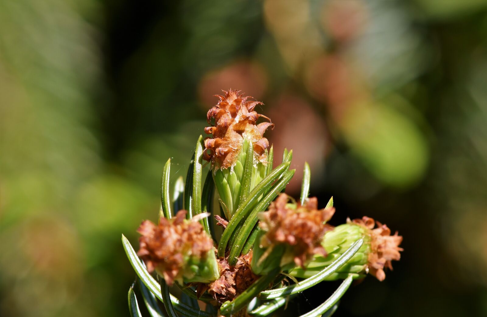 Nikon D7200 sample photo. Pine branch, spruce drive photography