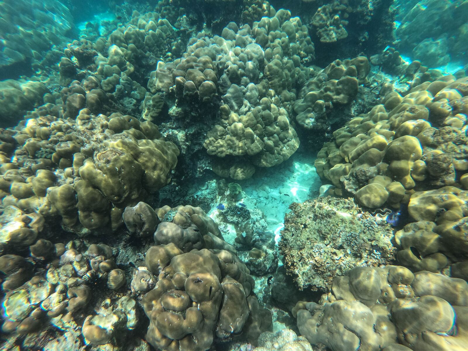 GoPro Hero7 Black sample photo. Ocean, coral reef, underwater photography