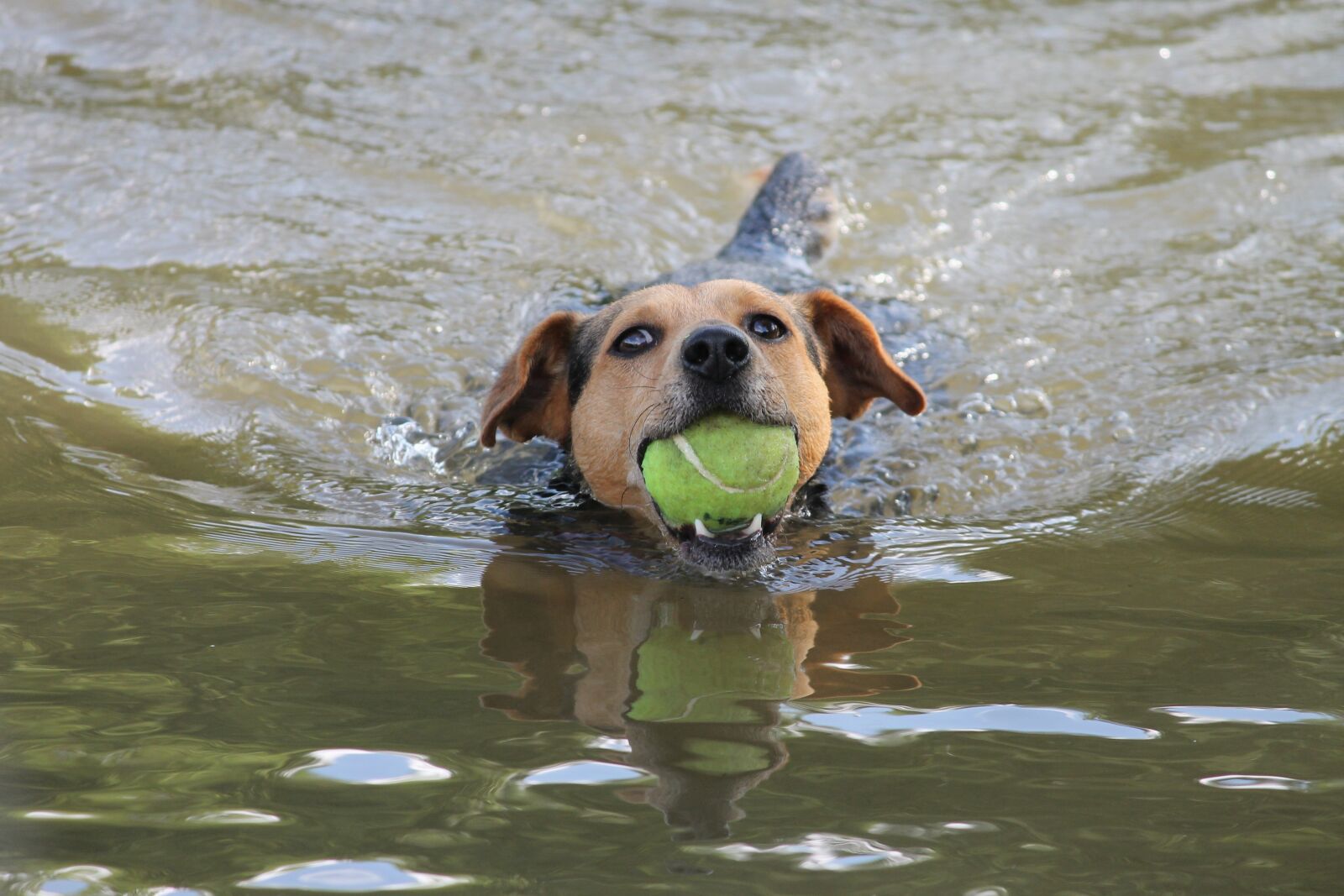 Canon EOS 1100D (EOS Rebel T3 / EOS Kiss X50) sample photo. Dog, swim, play photography
