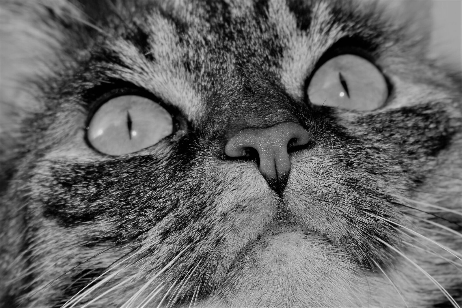 Nikon D5500 sample photo. Cat, pet, animal photography