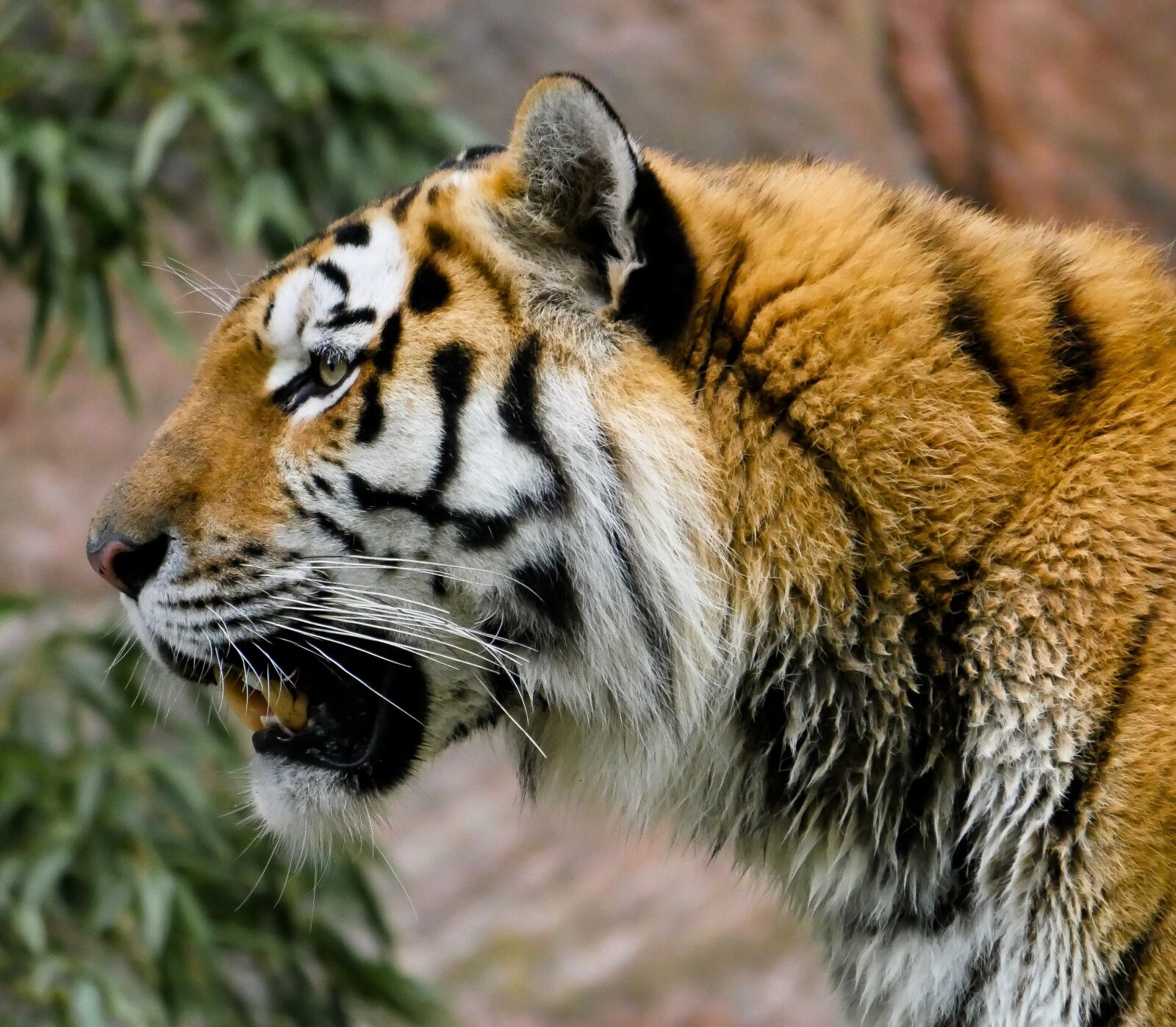 Panasonic DMC-G70 sample photo. Animal, tiger, big cat photography