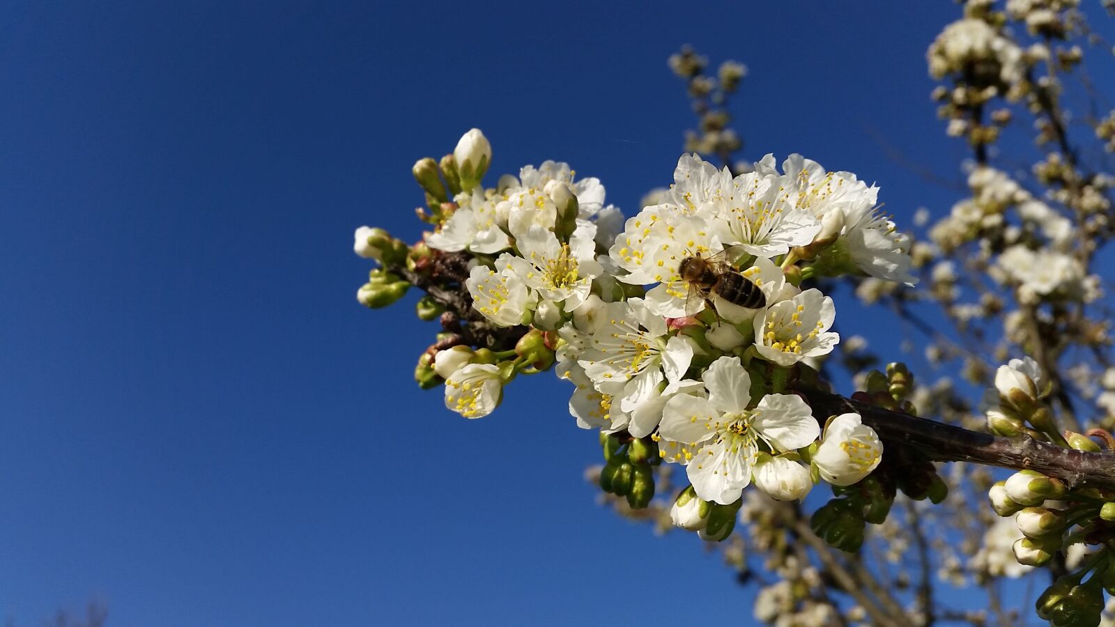 Samsung Galaxy S5 sample photo. Spring, tree, nature photography