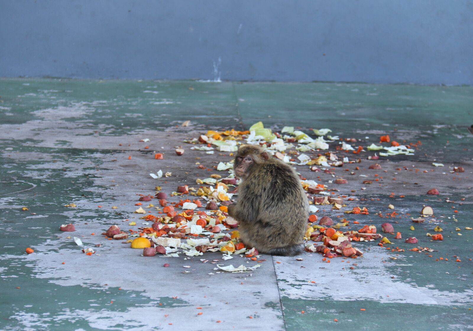 Canon EF-S 18-200mm F3.5-5.6 IS sample photo. Monkey, gibraltar, rock photography