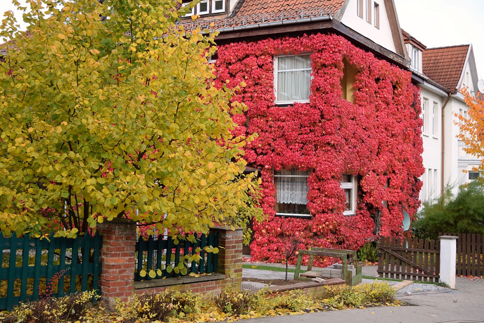Nikon D3300 sample photo. Vine, autumn, red leaves photography