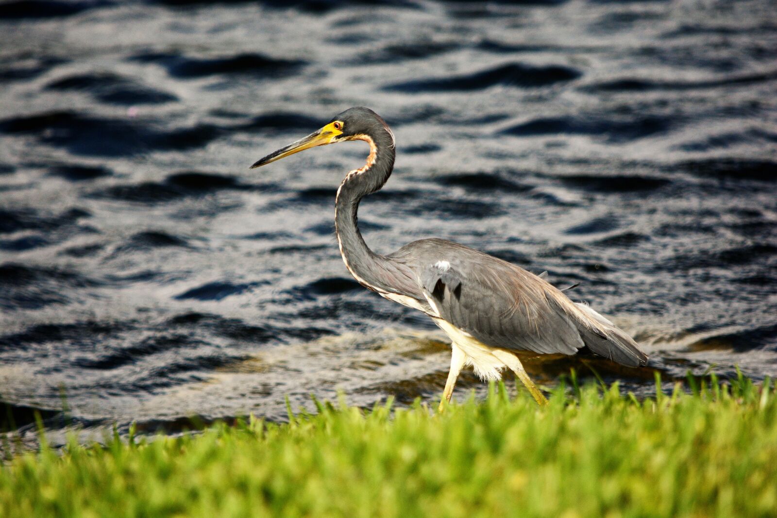 Nikon D7100 sample photo. Bird, blue heron, heron photography