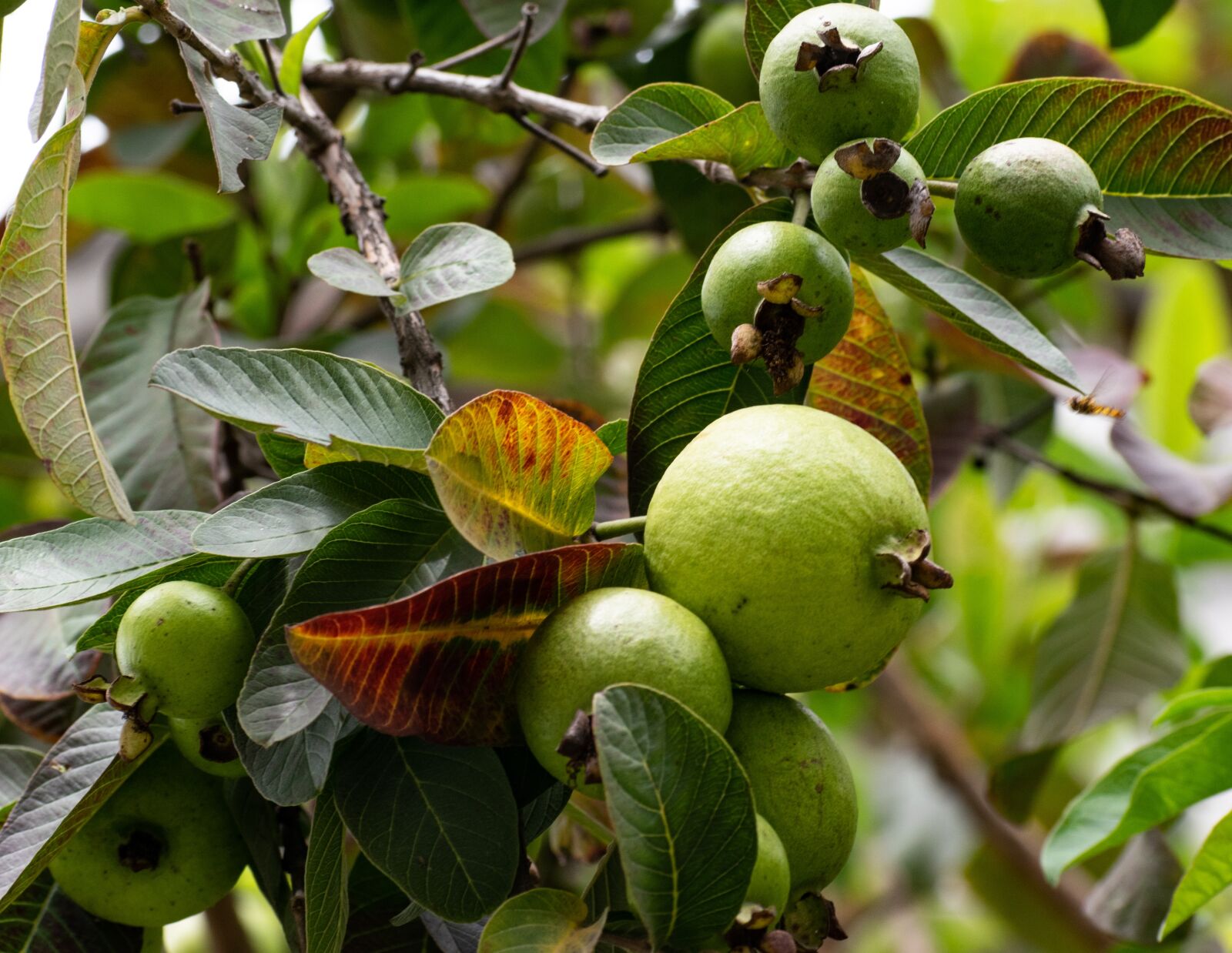 Nikon D3300 sample photo. Guava, fruit, green photography
