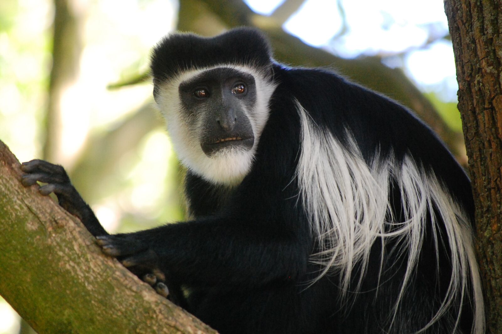 Nikon D40 sample photo. Monkey, black, animal photography