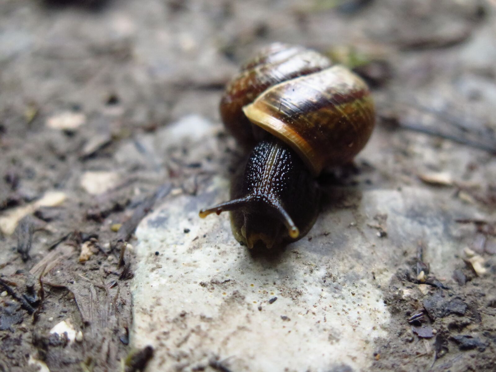 Canon PowerShot G16 sample photo. Snail, macro, nature photography
