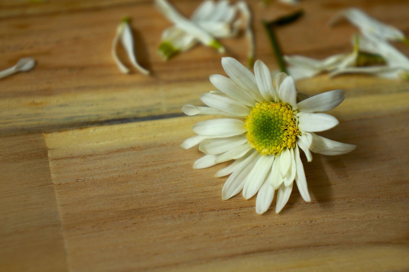 Sony Alpha NEX-F3 + Sony E 18-55mm F3.5-5.6 OSS sample photo. Emotion, daisy robins, hanoi photography