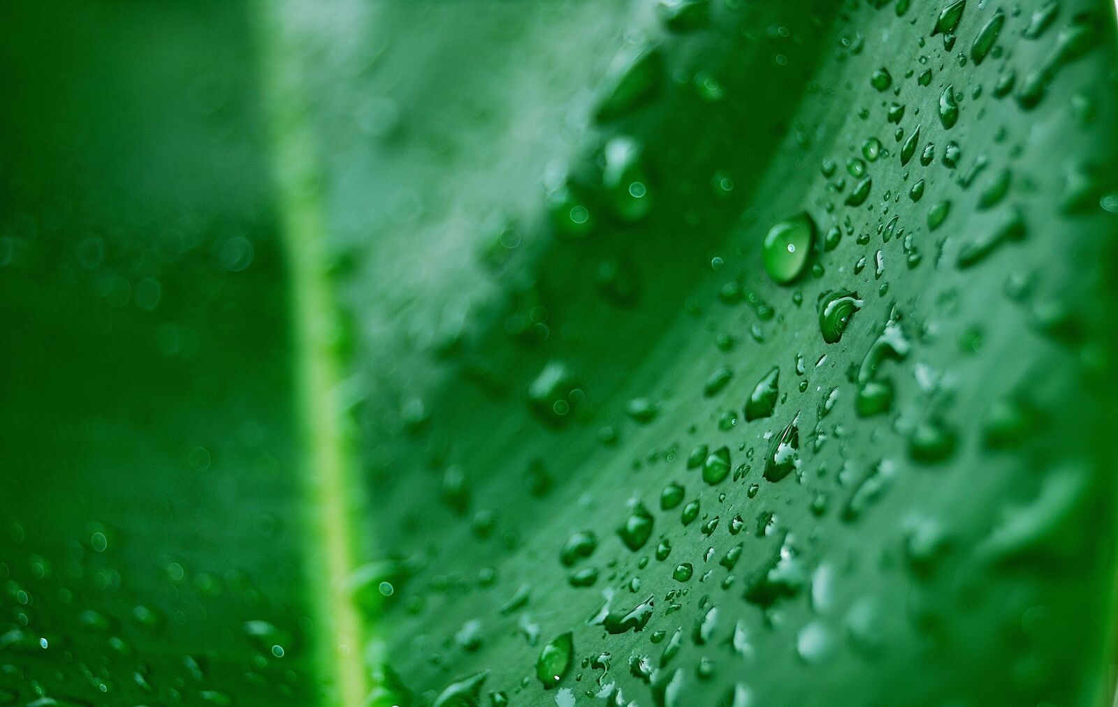 Nikon D60 sample photo. Dew, leaf, palma photography