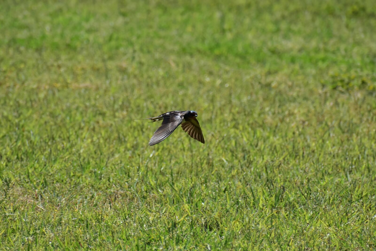 Nikon D7200 sample photo. Animal, park, lawn photography