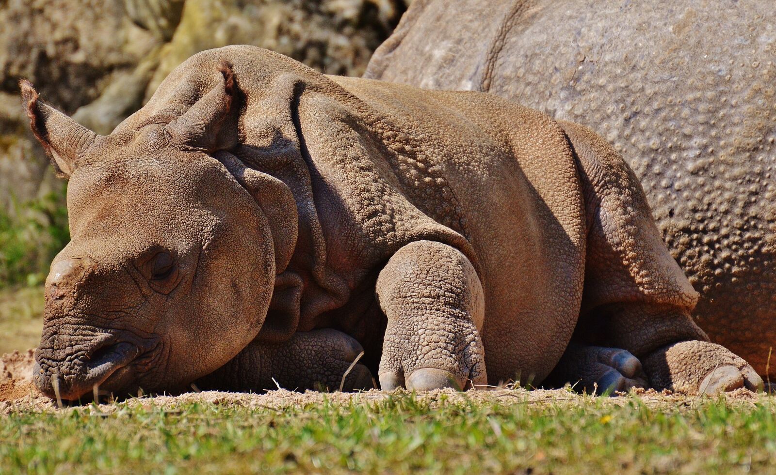 Nikon D3200 sample photo. Rhino, young animal, wild photography