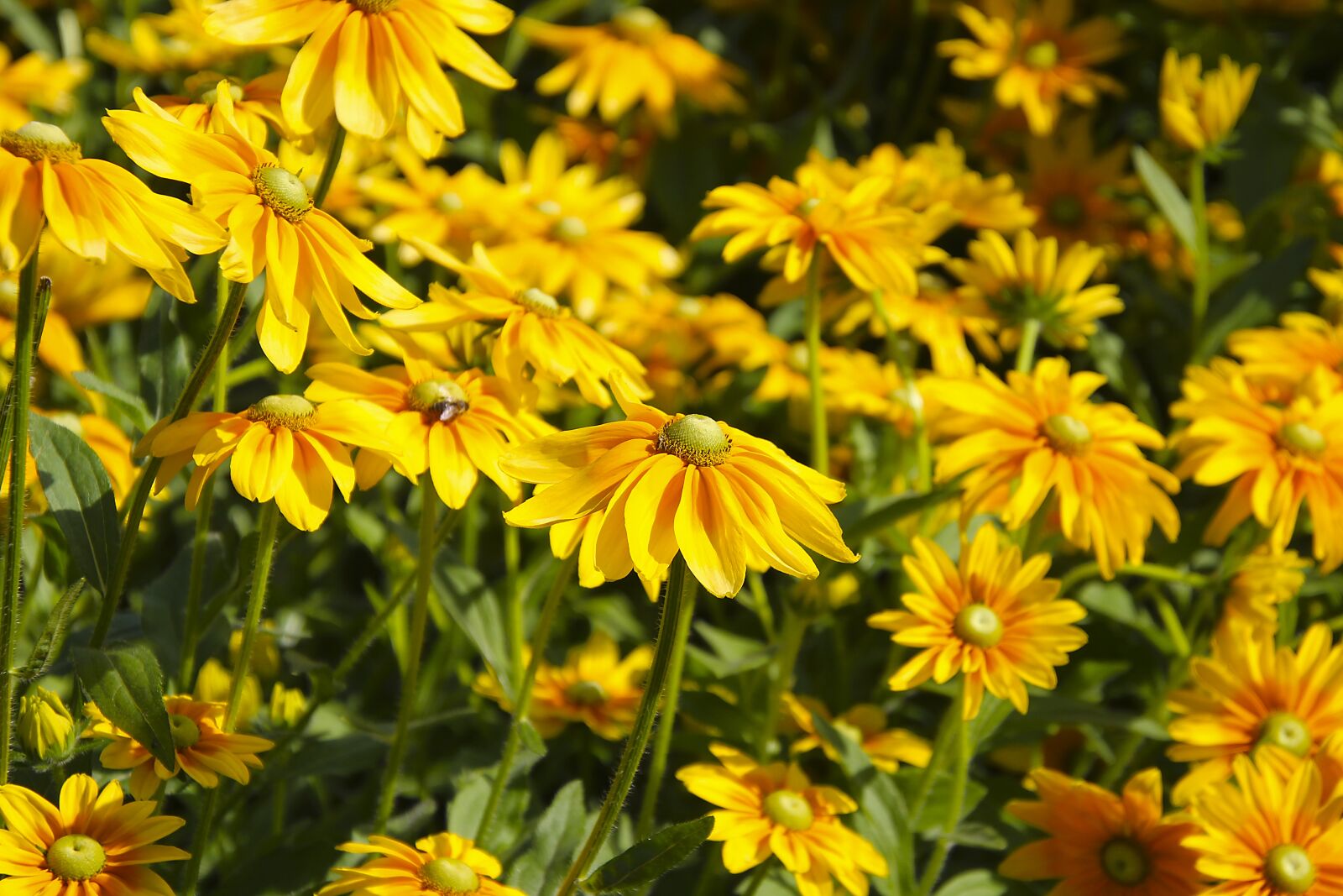 Canon EOS 700D (EOS Rebel T5i / EOS Kiss X7i) sample photo. Black-eyed susan, flower, plant photography