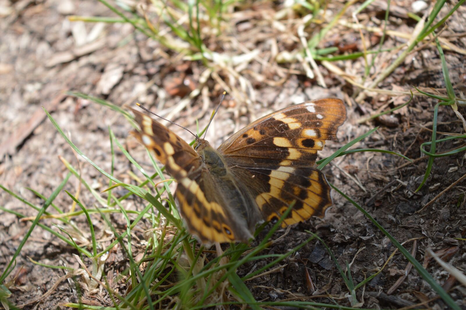 Nikon D3200 sample photo. Butterfly, brown, wing photography