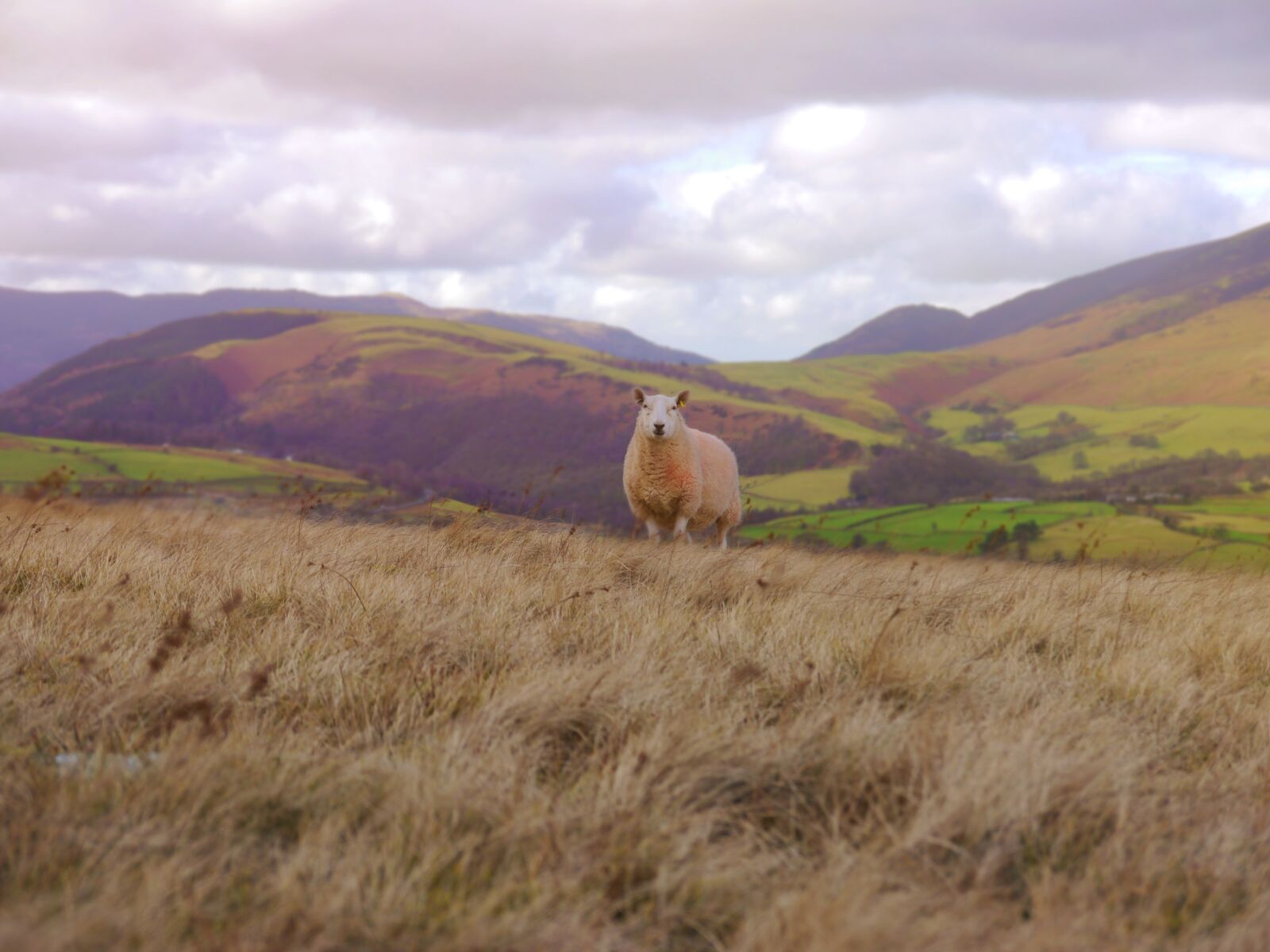 Panasonic Lumix DMC-G5 sample photo. Sheep, grass, landscape photography