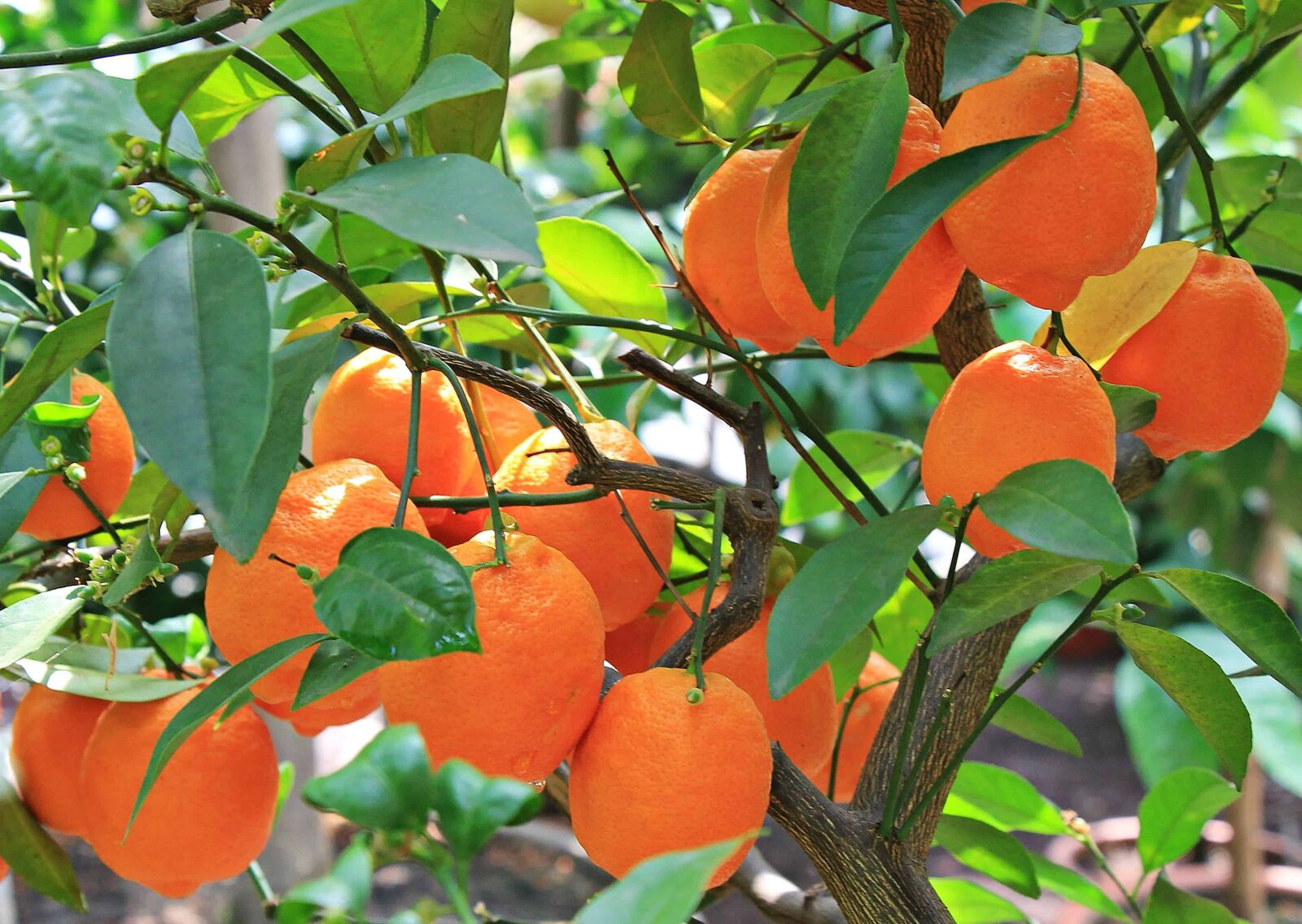 Canon EOS 550D (EOS Rebel T2i / EOS Kiss X4) sample photo. Orange fruit, leaf, nature photography