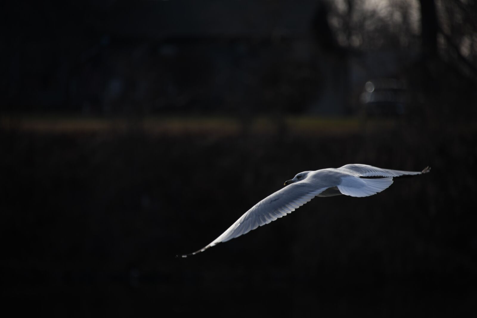 Nikon D850 sample photo. Seagull, bird, flying photography