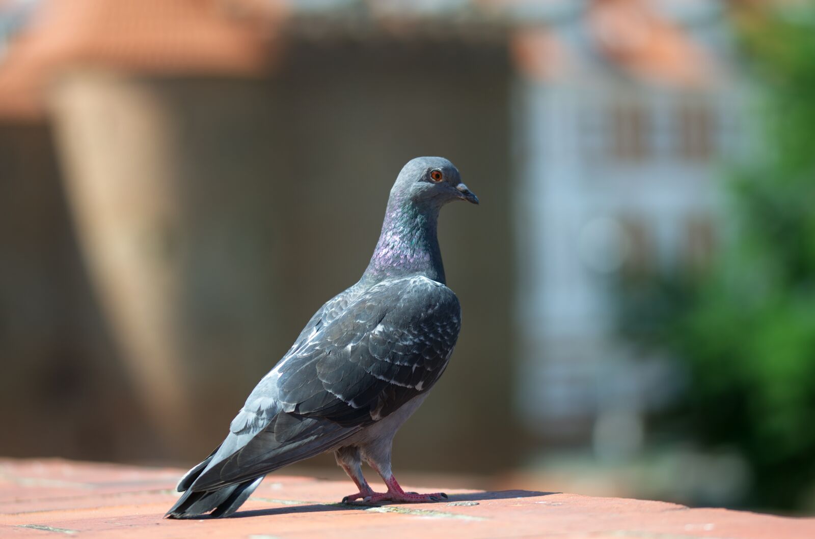 Nikon D5100 sample photo. Bird, pigeon, on photography