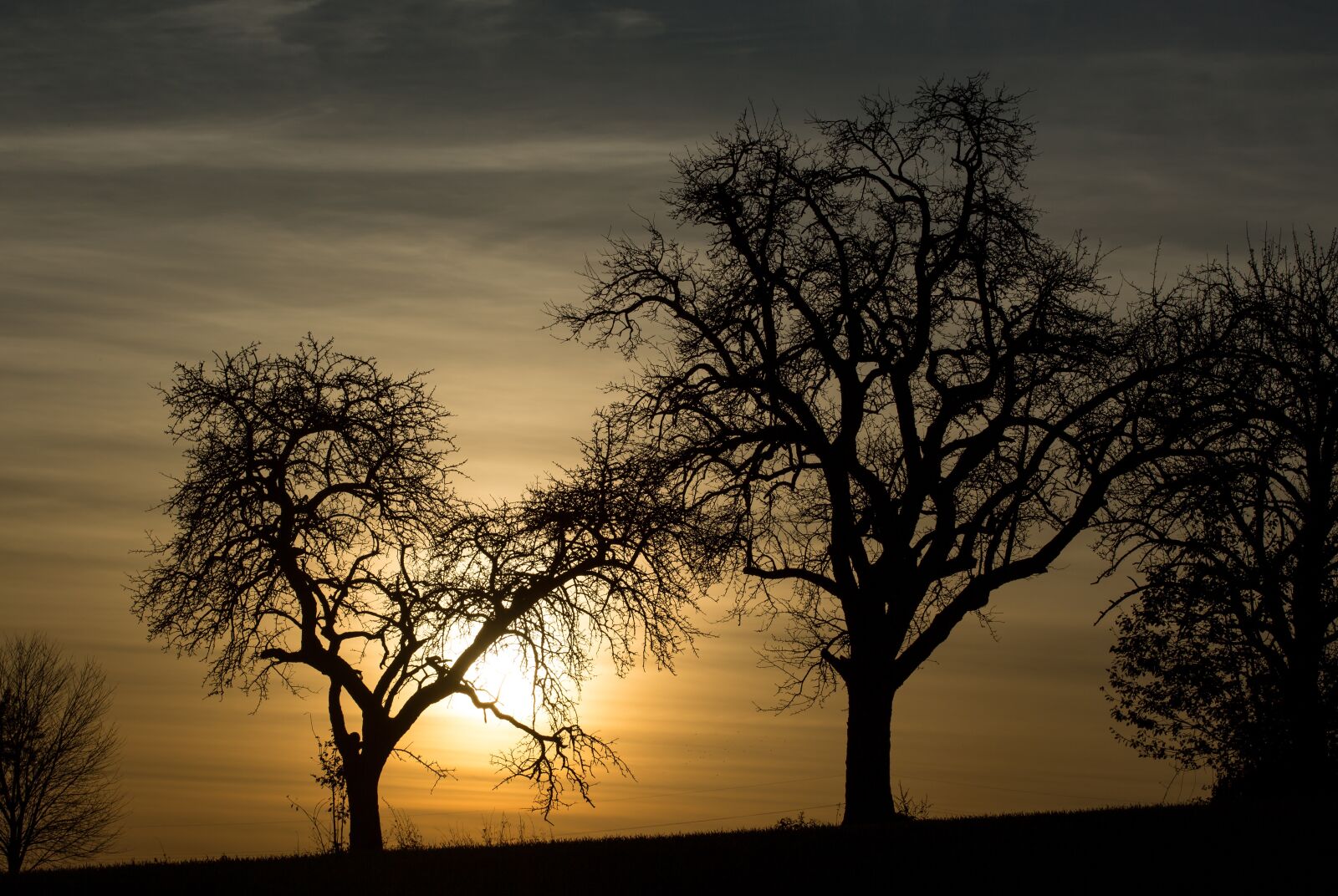 Canon EF 100mm F2.8 Macro USM sample photo. Trees, kahl, evening photography