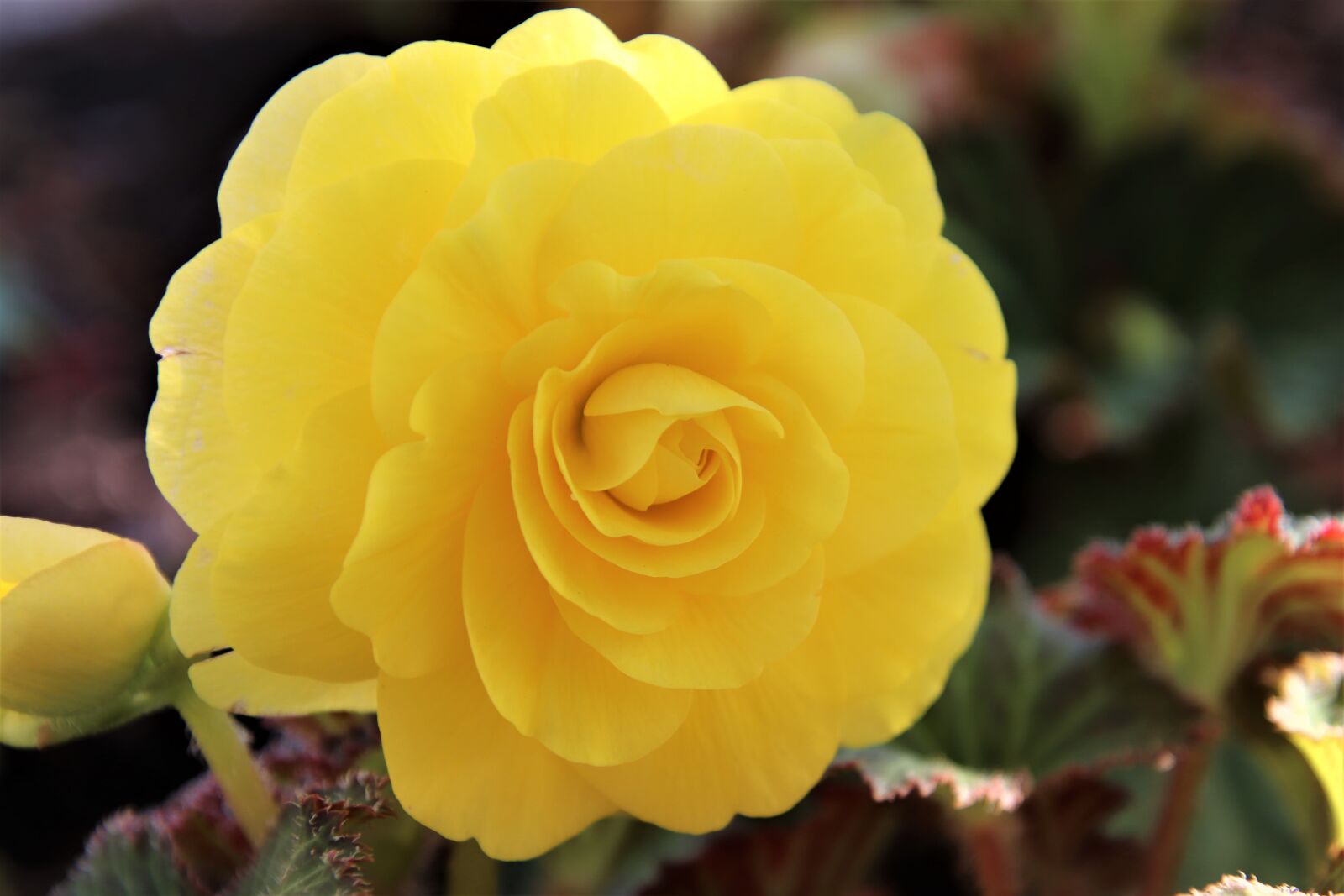 Canon EOS 800D (EOS Rebel T7i / EOS Kiss X9i) sample photo. Begonias, begonias yellow, the photography