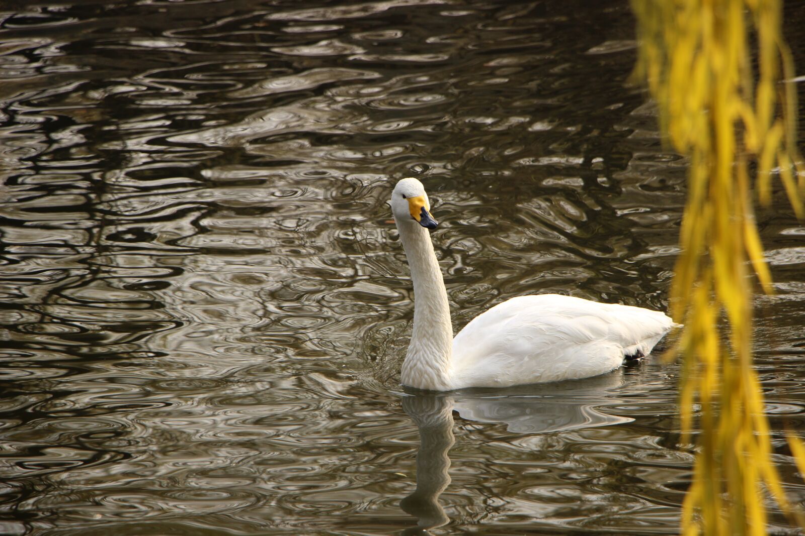 Canon EOS 600D (Rebel EOS T3i / EOS Kiss X5) + Canon EF-S 18-135mm F3.5-5.6 IS STM sample photo. Bird, water bird, swan photography