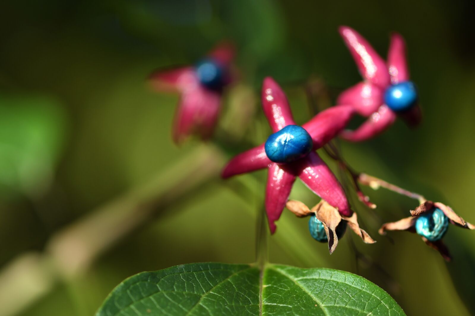 Nikon D500 sample photo. Japanese losbaum, japanese, plant photography