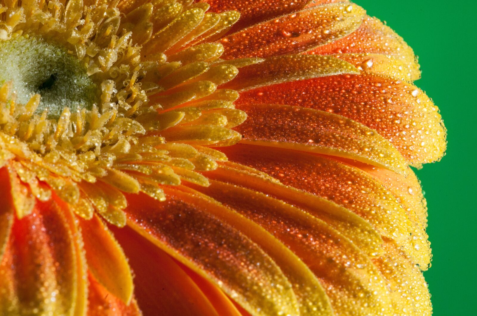 Nikon D300 sample photo. Flower, macro, close up photography