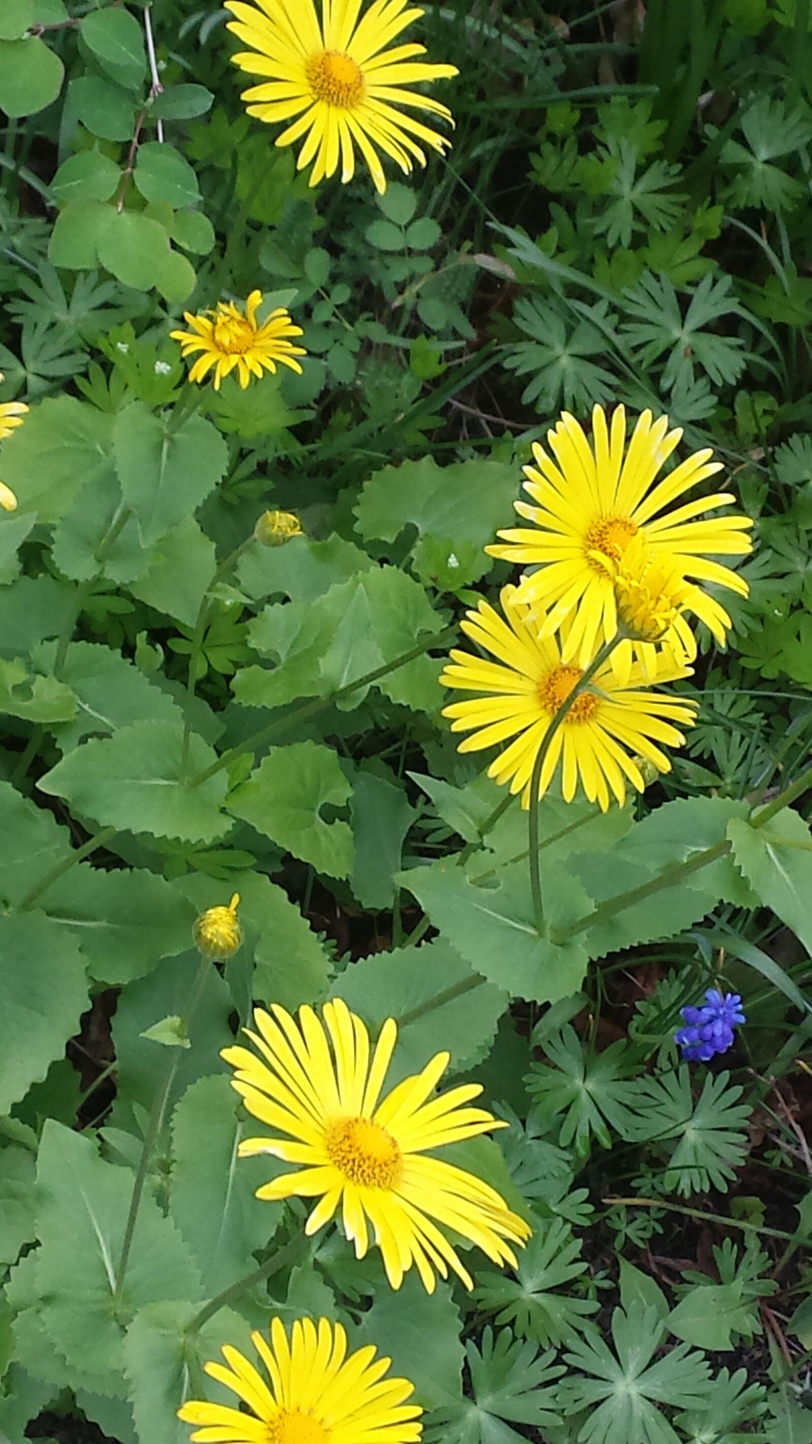 Samsung Galaxy S4 sample photo. Plant, blossom, bloom photography