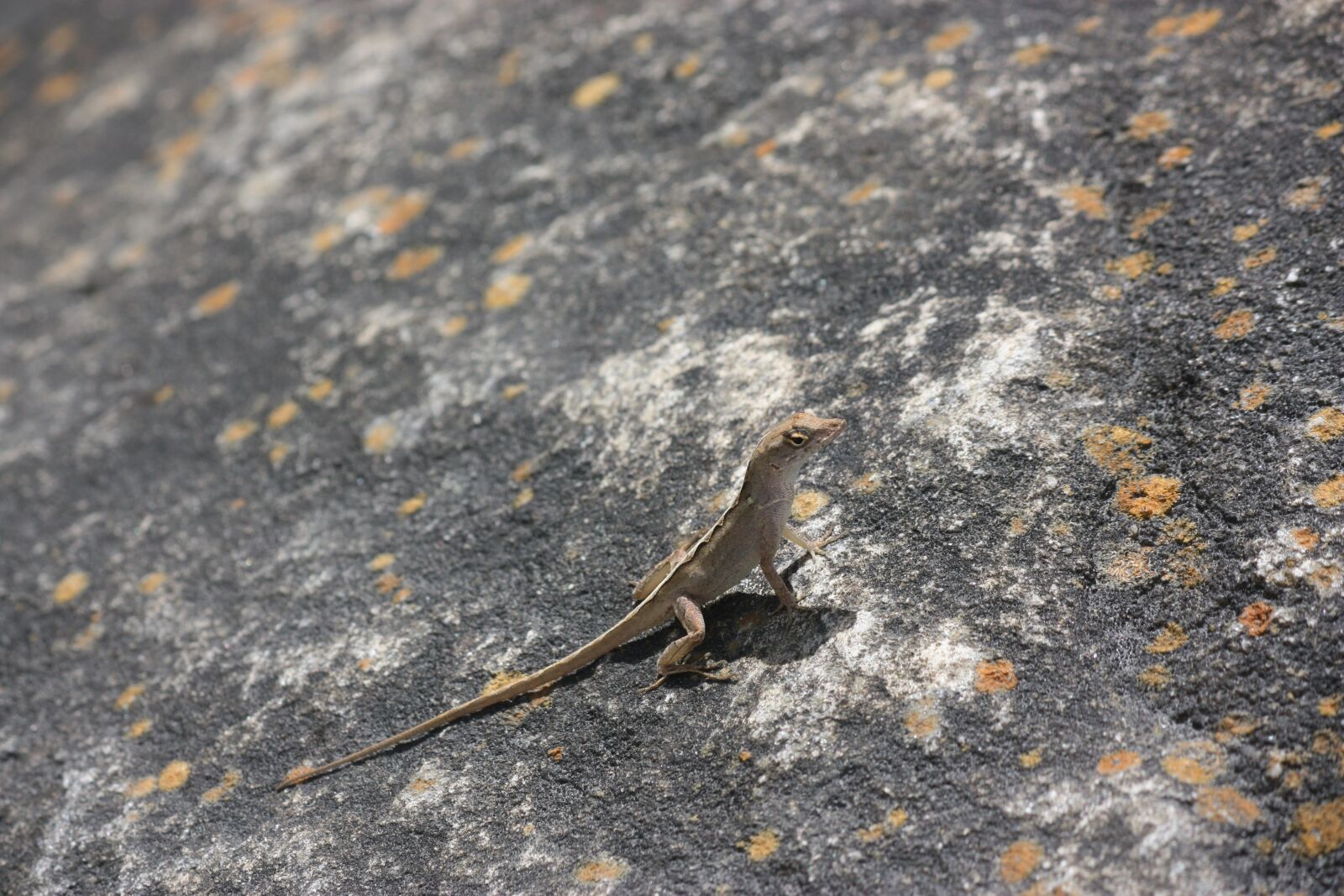 Canon EOS 450D (EOS Rebel XSi / EOS Kiss X2) sample photo. Lizard, reptile, animal photography