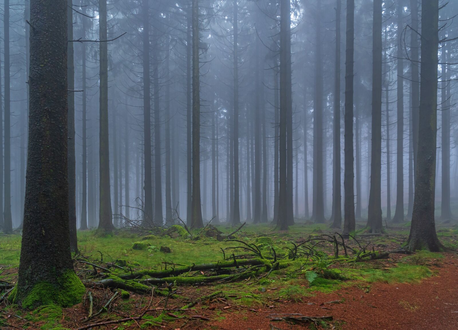 Sony E PZ 18-105mm F4 G OSS sample photo. Forest, fog, nature photography