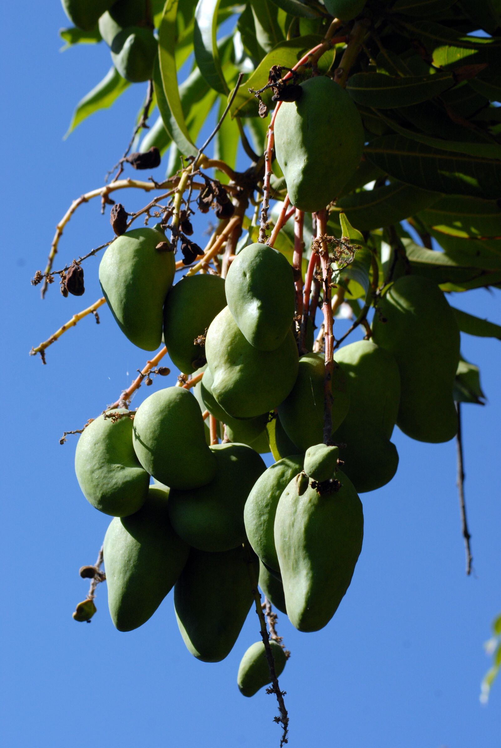 Nikon D200 sample photo. Handles, tree, branch photography