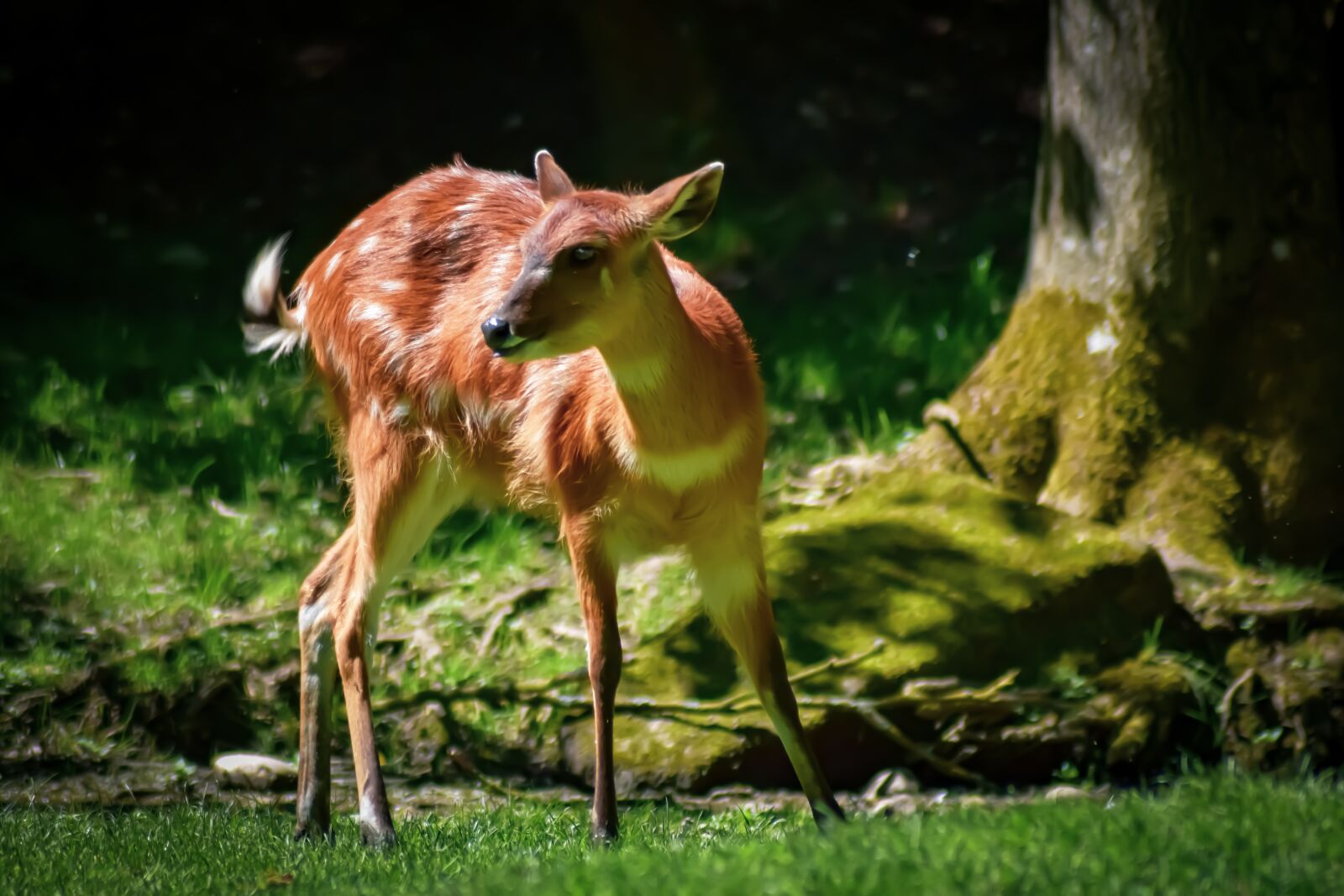 Nikon D5300 sample photo. Brown antelope, forest, tree photography