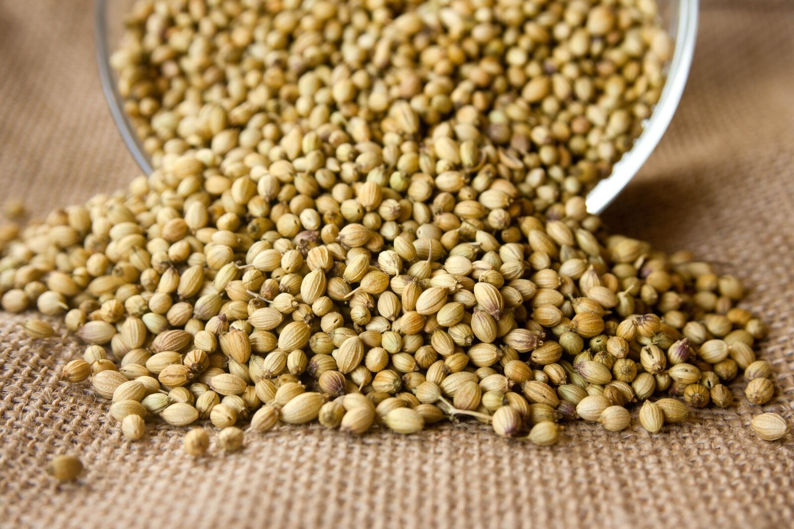 Canon EOS 1000D (EOS Digital Rebel XS / EOS Kiss F) sample photo. Coriander, seed photography