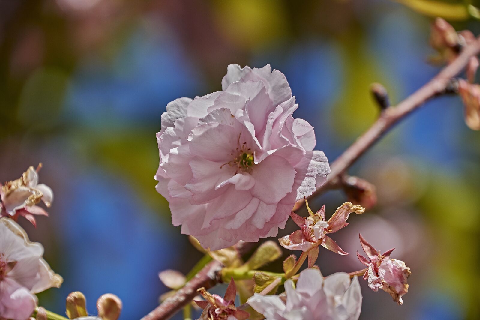 Nikon D7200 sample photo. Cherry, pollen, tree photography