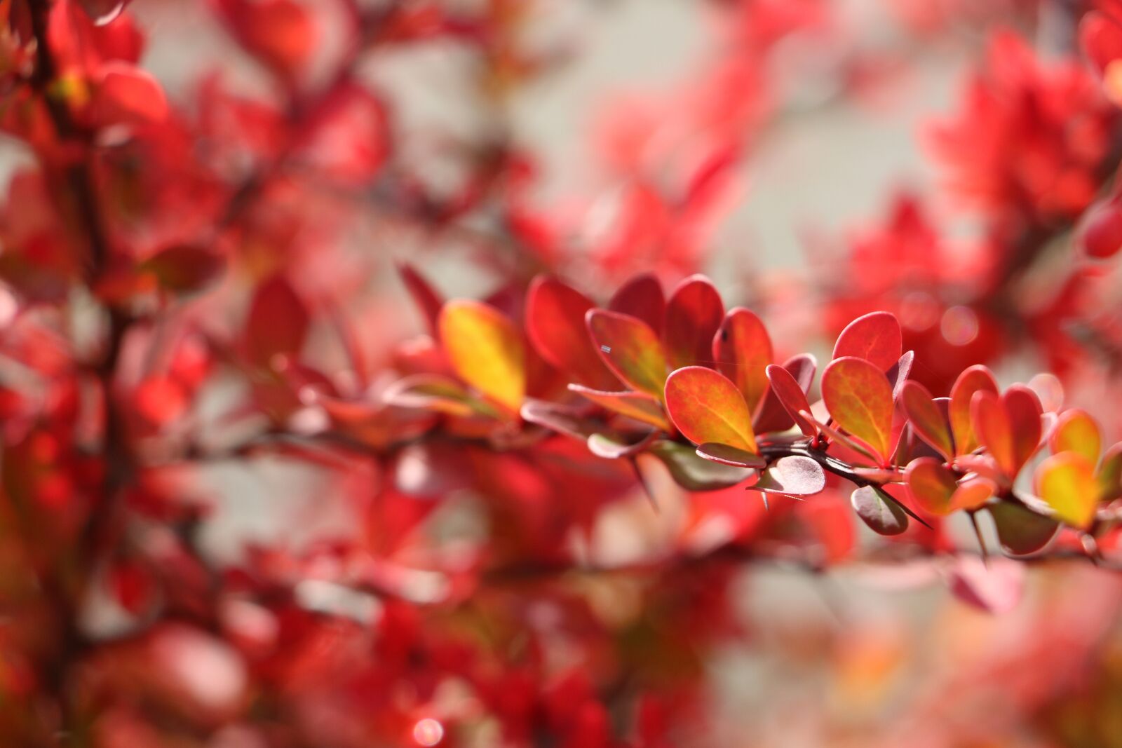 Canon EOS 750D (EOS Rebel T6i / EOS Kiss X8i) sample photo. Autumn, leaves, tree photography
