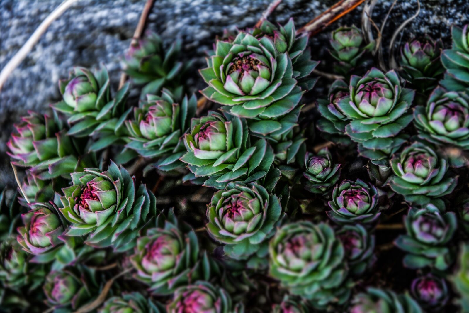 Nikon D5200 sample photo. Succulent, plant, garden photography