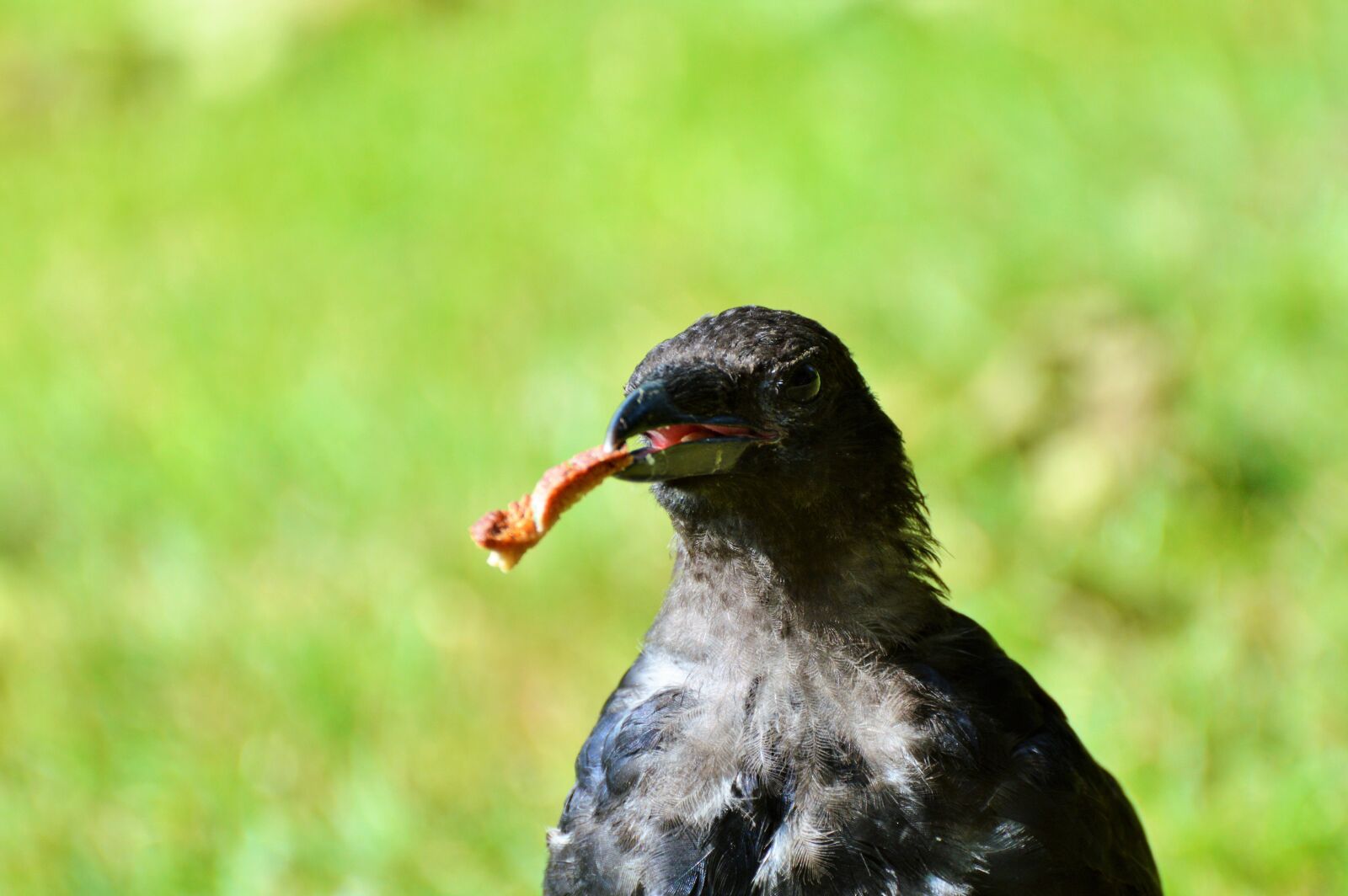 Nikon D3200 sample photo. Raven, raven bird, carrion photography
