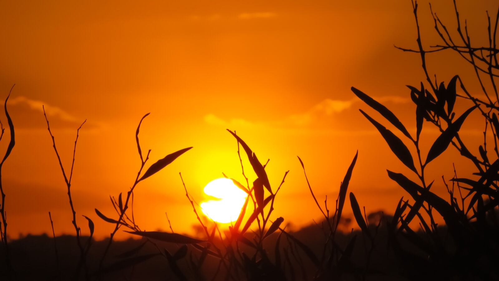 Canon PowerShot SX400 IS sample photo. Branch, sunset, nature photography